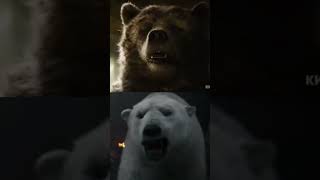 Kodiak vs polar bear, #polarbear #bears #kodiak #белыймедведь #медведь #бурыймедведь
