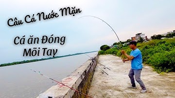 Fishing Câu Cá Nước Mặn Sông Lòng Tàu - Cá Ăn Đóng Cần Mỏi Hết Tay || Câu Săn TV