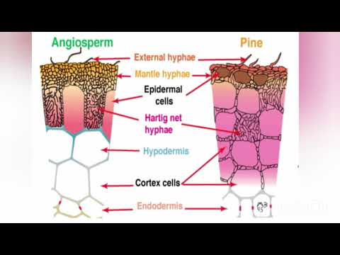 Video: Ectomycorrhizae- Ja Endomycorrhizae-välinen Ero