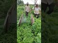 Pati Sagu Gaddi Mandu Kutte Vidhanam Pati Sagu Gaddi Mandu Kutte Vidhanam
