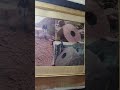 Un vistazo por el museo pietro en jachal, San Juan, Argentina PARTE 4