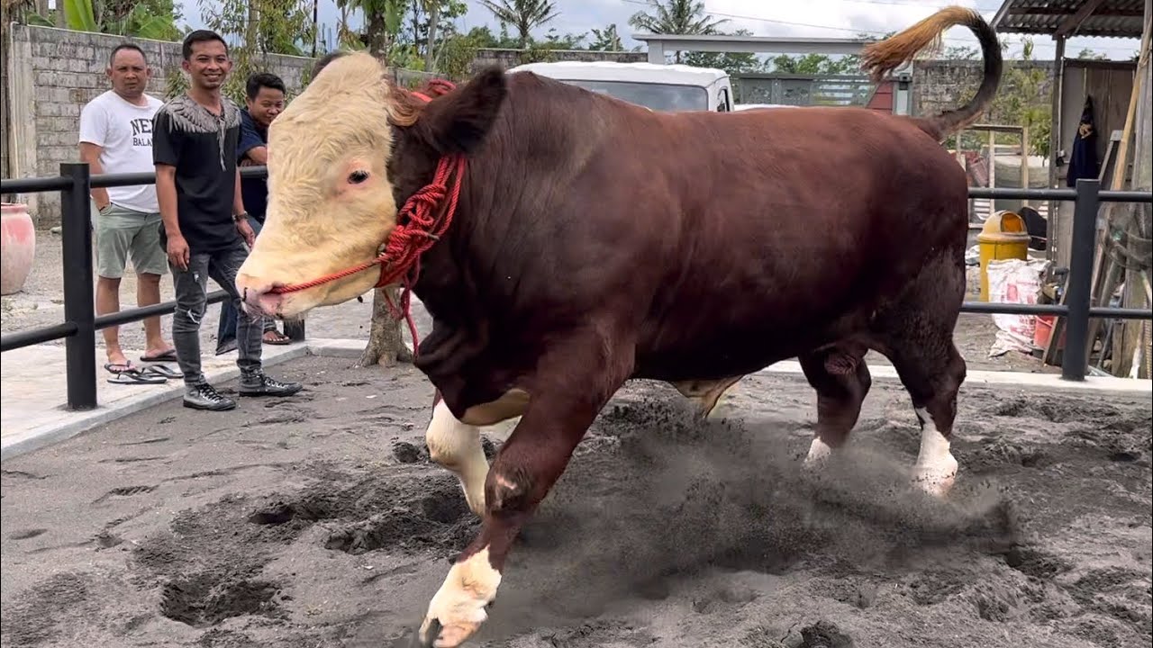 PESONA SAPI 100JUTA UP‼️ NON POEL 840an KG🔥