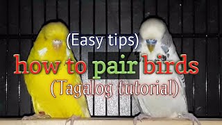 How to pair love birds (easy tips)