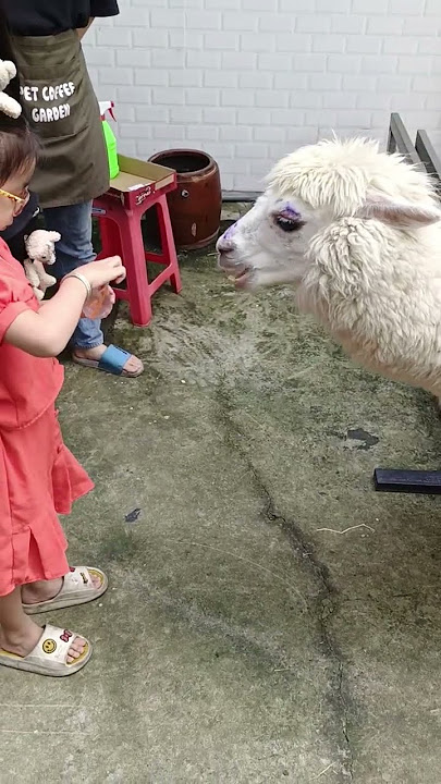 Bé Cho Lạt Đà Mini Ăn Nè Cả Nhà @8TaiTV #shorts #pét#animals #baby #suger ##love #best