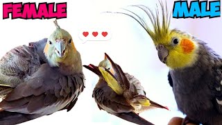 Female & Male Cockatiel Parrots Making Sounds #female #cockatiel #sounds #cockatielsinging