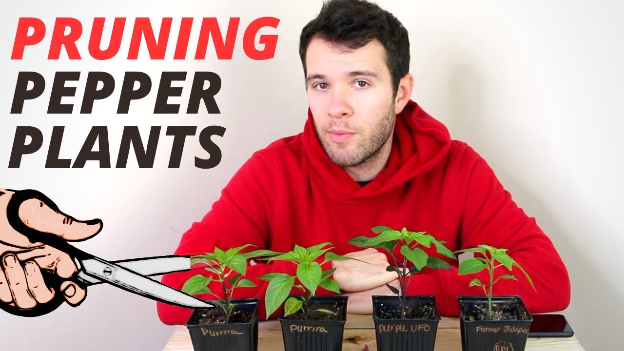 Pruning Pepper Plants - How To Prune Peppers For Bigger Harvests - Pepper  Geek - Youtube
