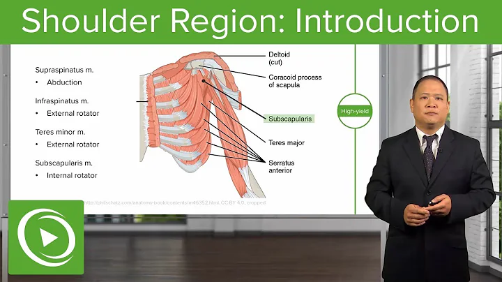 Shoulder Region: Introduction – Osteopathic Manipulative Medicine (OMM) | Lecturio