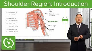 Shoulder Region: Introduction – Osteopathic Manipulative Medicine (OMM) | Lecturio