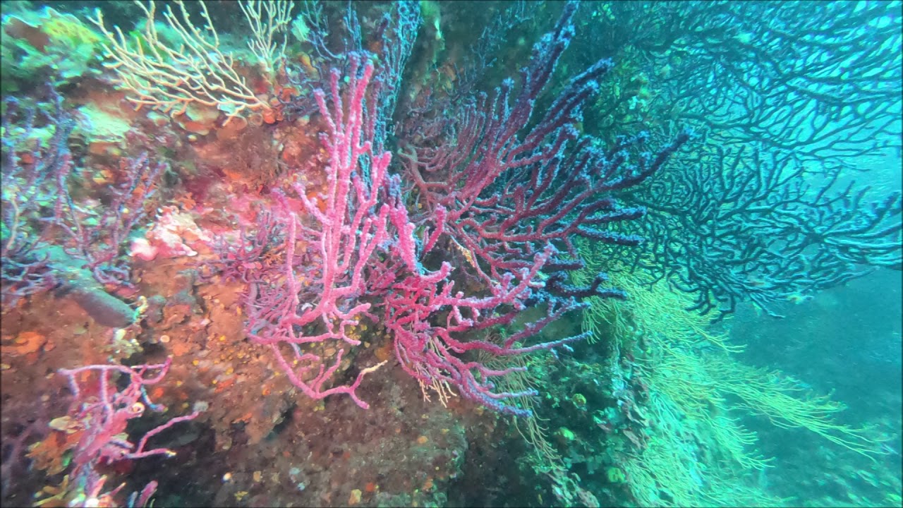 Plongée Escampo Bariou