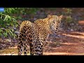 Цейлонский Леопард – Самый Главный Хищник на Острове Шри-Ланка