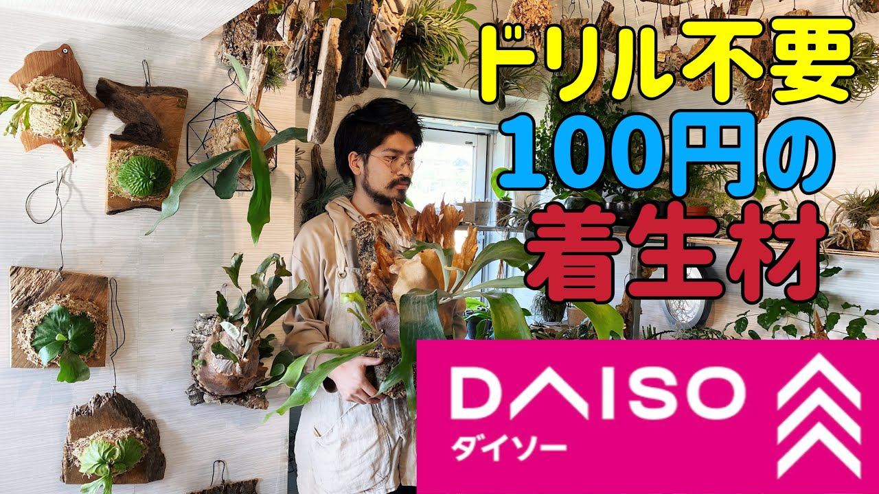 100均で購入できるビカクシダやエアプランツを着生できるアイテム３選＋番外編２選