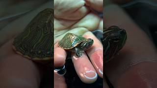 turtle neck and shoulders 😍😍 #trending #petfish #funny #bullfrog #funnyfish #shorts #viral