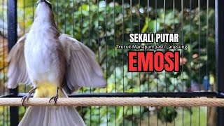 Suara Burung TRUCUKAN gacor TARUNG ROPEL PANJANG pancingan trucukan agar JADI trucuk gacor EMOSI