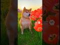 チューリップ満開🌷🌷🌷