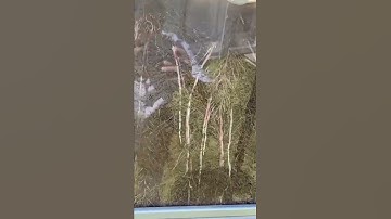 Root system of CORN. #farming #maize