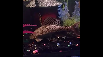 Pleco "sucker fish" searching for food