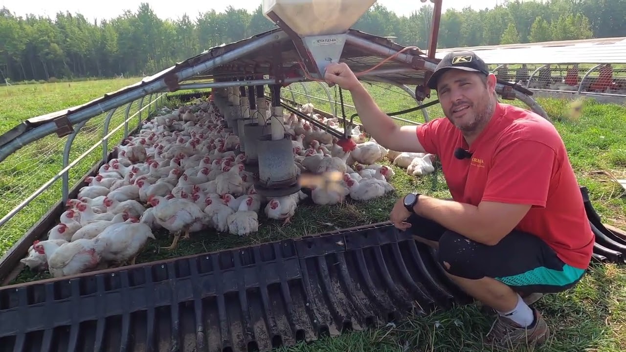 Les Poulets de Chair Au Pâturage ! Ferme la