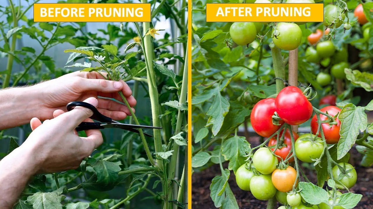 The Art of Pruning Secrets to Transform Your Garden into a Paradise ...