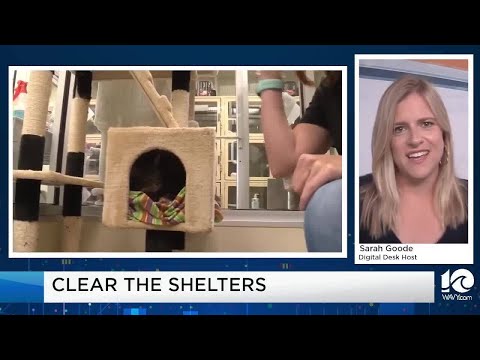 Clear the Shelters: Go Rescue Pet Adoption Center