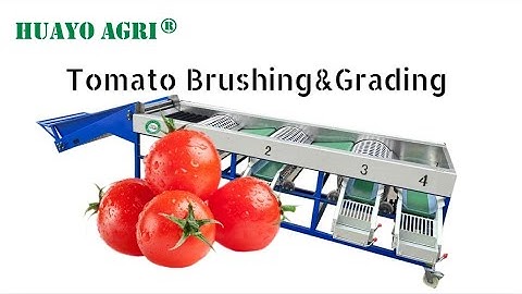 3t/h Tomato Brushing and Grading Machine
