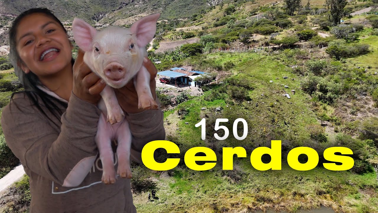¡Así Crían Cerdos Orgánicos con Caña y Azolla en Ecuador! 🐷🌱