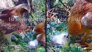 #34🦅🐥4°🥚／PN Alto Tajo🇪🇸Booted Eagle Nest 2026／by DIRECTO NATURA