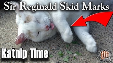 My Big Fat Cat Finds The Garden Catnip