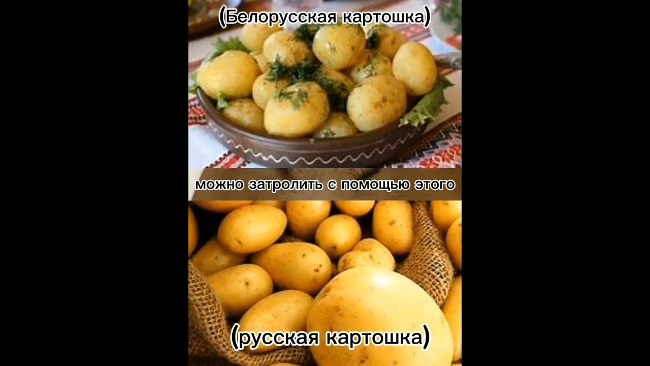 Русская картошка и белорусская картошка... #рекомендации #мемы #мем # ...