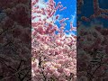 Found these cherry blossoms in Lübeck and they’re so pretty. #germany #lübeck #travel#cherryblossom