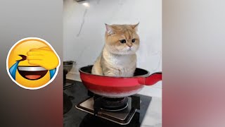 Funniest Cats video compilation😹 try not to laugh 😂😂