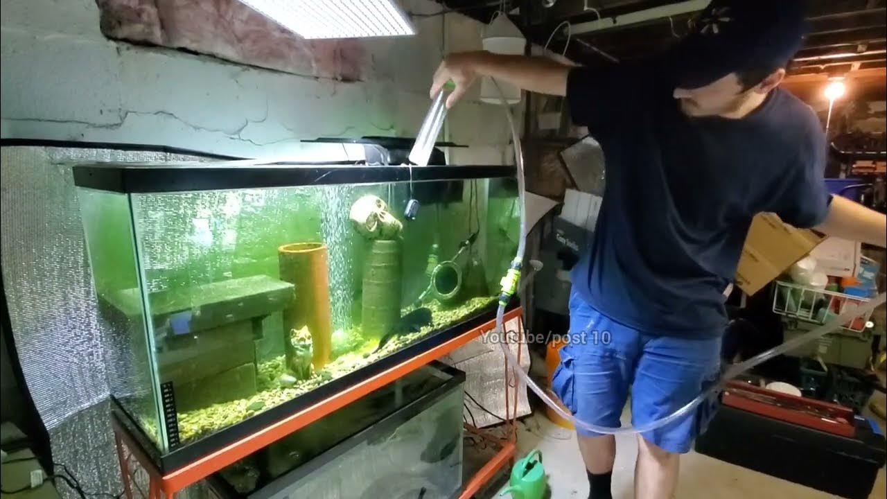 How to properly vacuum aquarium gravel YouTube