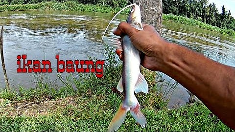 Layan bottom dan casting di tepi sungai Perak | strike baung dan lawang