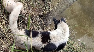 Cặn cảnh bắt chuột đồng mùa nước lũ@ xem cười lộn ruột#