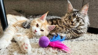 Maine Coons and the Funny Feather Toy!