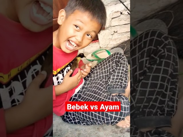 #Shorts Anak Bebek vs Anak Ayam #ShortsVideo #armankepoofficial class=