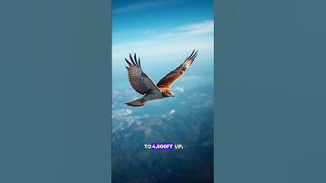 How the Red-Tailed Hawk Soars with Precision