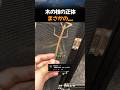 木の枝の正体まさかの....