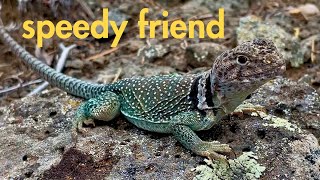 Collared Lizard Friend Runs Really Fast