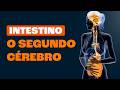 Quiz sobre o Intestino como Segundo Cérebro