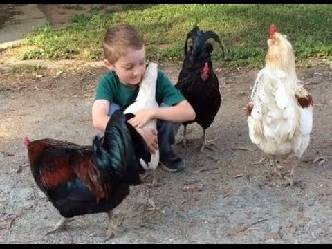 Apprehensive Chicken Hugs Boy After Making Sure It S Really Him Insanepets Youtube Apprehensive Chicken Hugs Boy After Making Sure It S Really Him Insanepets Youtube
