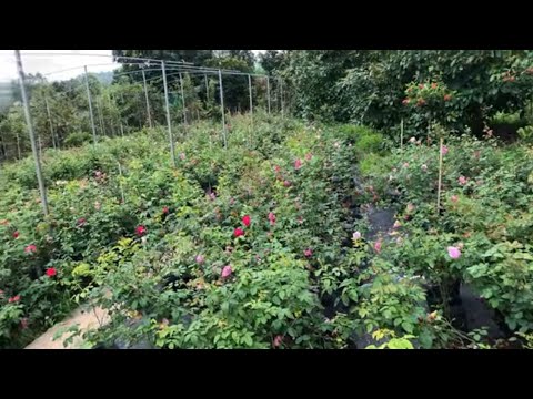 Hình ảnh thực tế cây giống hoa hồng ngoại đang đang độ suất bán