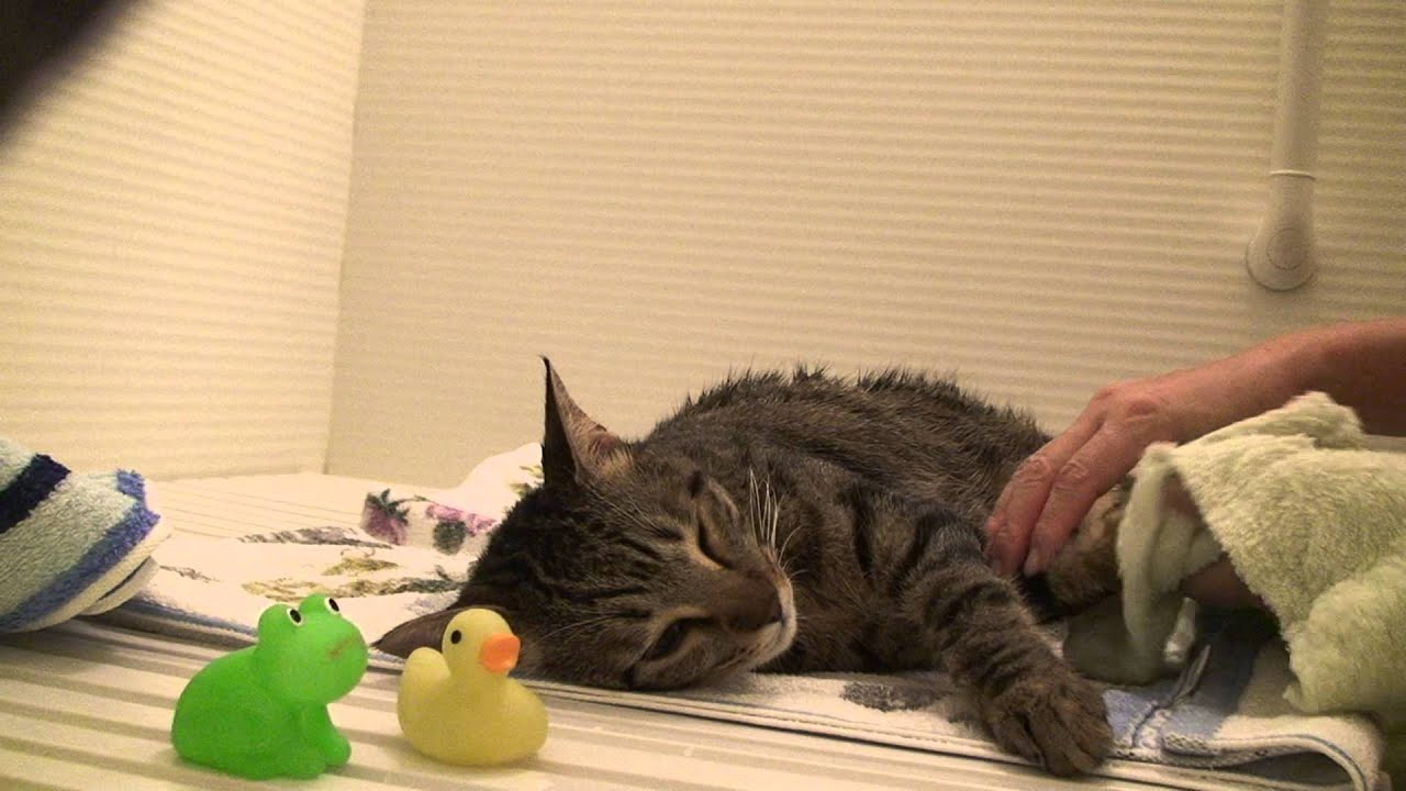 りょうにゃん お風呂でふきふきマッサージ