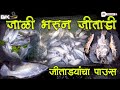 जिताड्यांचा पाऊस || झोलाला आली जाली भरुन जिताडी || Barramundi || उतरण || Big Fish || Mi Belpadkar