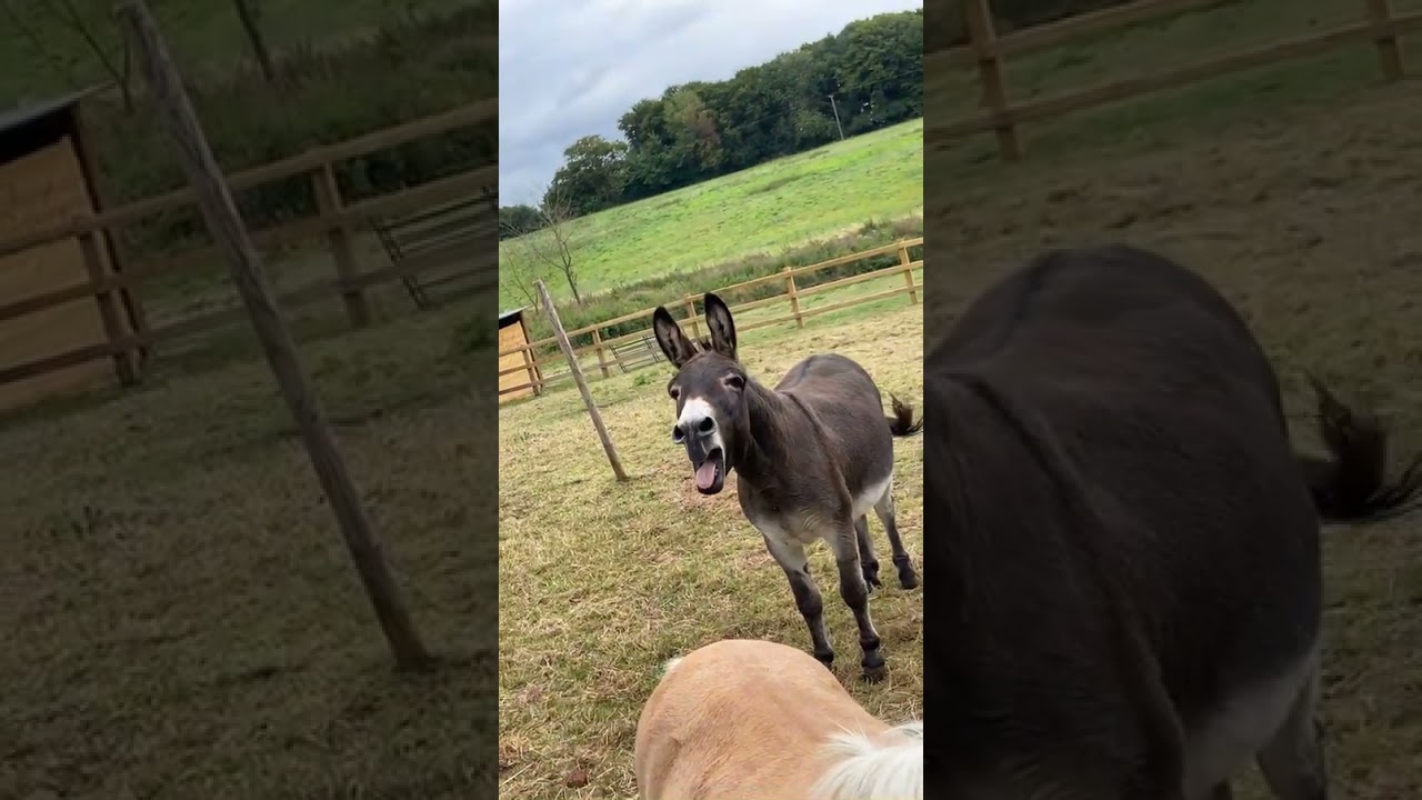 Donkey screaming