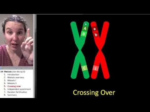Meiosis 5- Crossing over