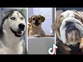 Funny DOGS Who Fail At Being Excited 🥰 Cutest TikTok Pets