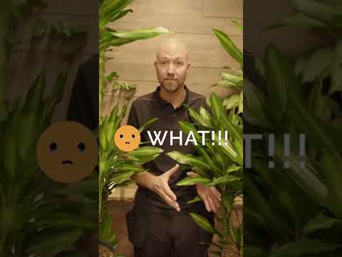 Video: Dracaena Vattenkrav – Tips för att vattna Dracaena krukväxter