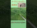 ナイロンカッターで草と芝を刈る！草が無くなるのが気持ちいい