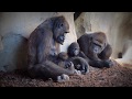 2 bebés gorilas en el bosque ecuatorial de BIOPARC Valencia (#ExperienciasBioparc)