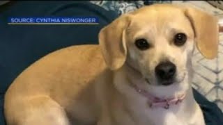 Stolen Comfort Dog Found